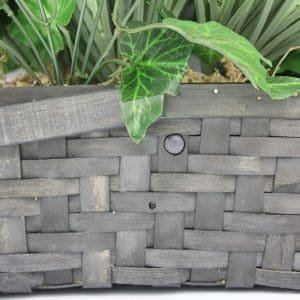 SG Xtreme Life Plant