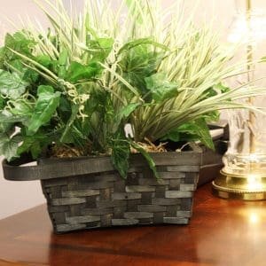 Alternative view of SG Xtreme Life Plant