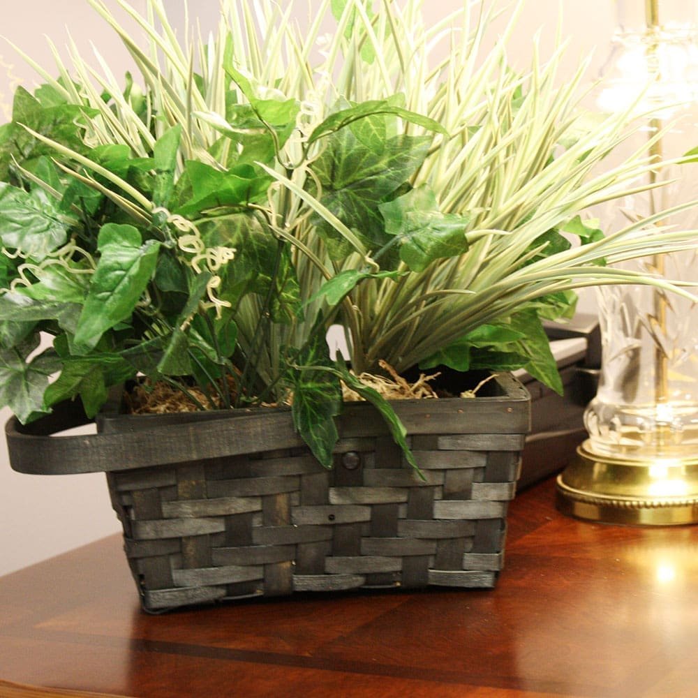 SG Xtreme Life Plant - Image 2