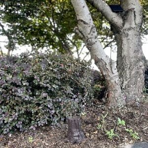 SG Xtreme Life Solar Landscape Tree Stump 2